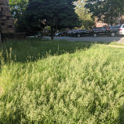 Citiview Management - Citiview refuses to maintain their properties.  They are overrun with vermin and grass is over 2 feet tall (see picture)