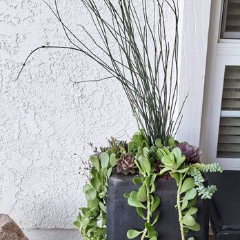 Escape Gardens - Refreshed plant stand David assisted with selection of succulents. - Nurseries & Gardening Near Me - Somis, California Escape Gardens - Refreshed plant stand David assisted with selection of succulents. - Nurseries & Gardening Near Me - Somis, California