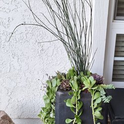 Escape Gardens - Refreshed plant stand David assisted with selection of succulents.