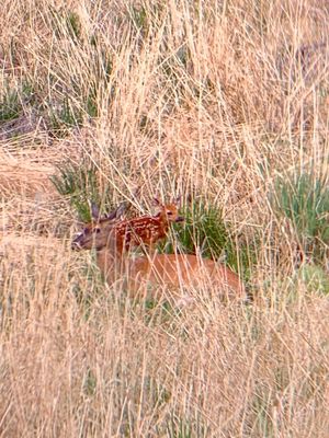Rocky Mountain Arsenal National Wildlife Refuge by null