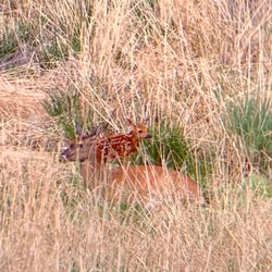 Rocky Mountain Arsenal National Wildlife Refuge - Mule deer mom and baby