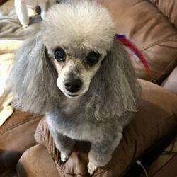 Laurel Park Animal Hospital, PA