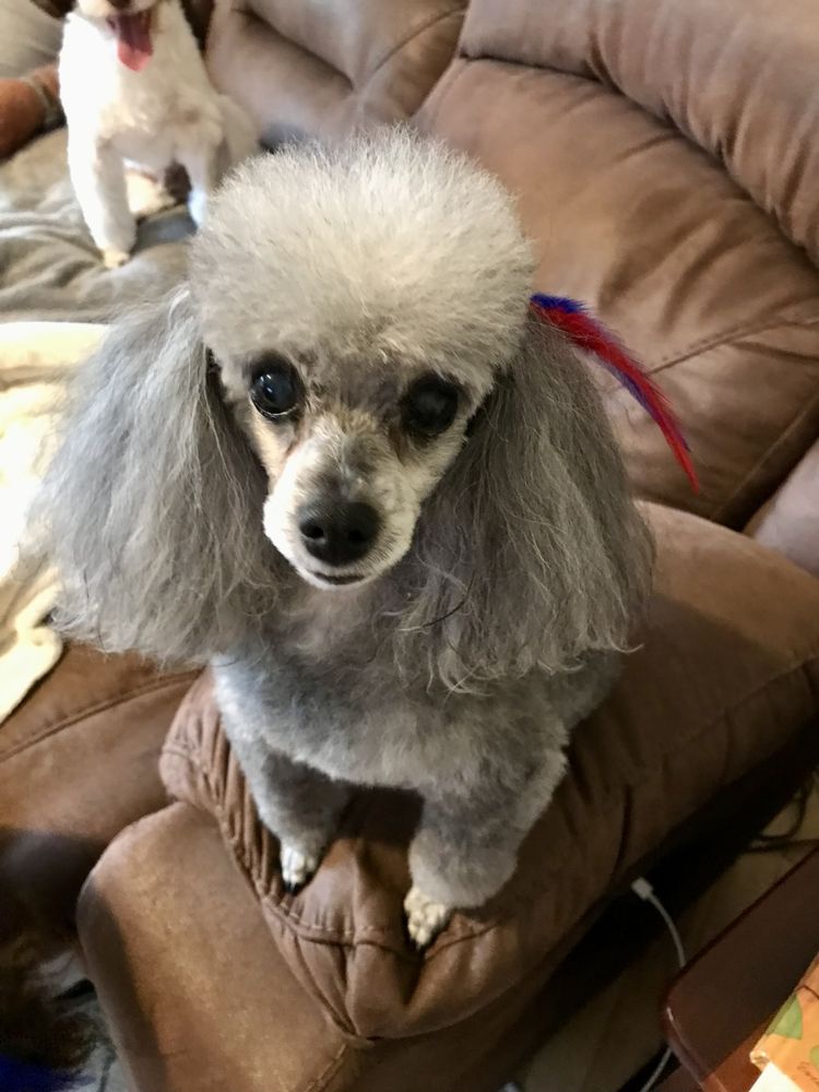 LAUREL PARK ANIMAL HOSPITAL, PA Updated October 2024 13 Reviews