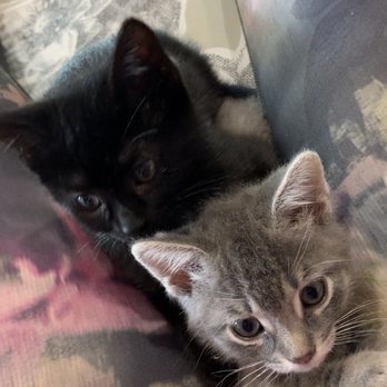 Healthy Paws Veterinary Care - 8 weeks - Veterinarians Near Me - Fullerton, California Healthy Paws Veterinary Care - 8 weeks - Veterinarians Near Me - Fullerton, California