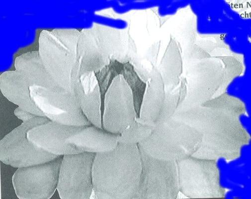 Giardini la Mortella by null