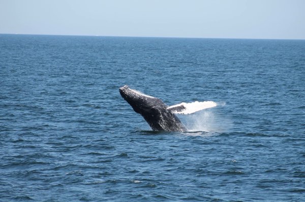 Newburyport Whale Watch by null
