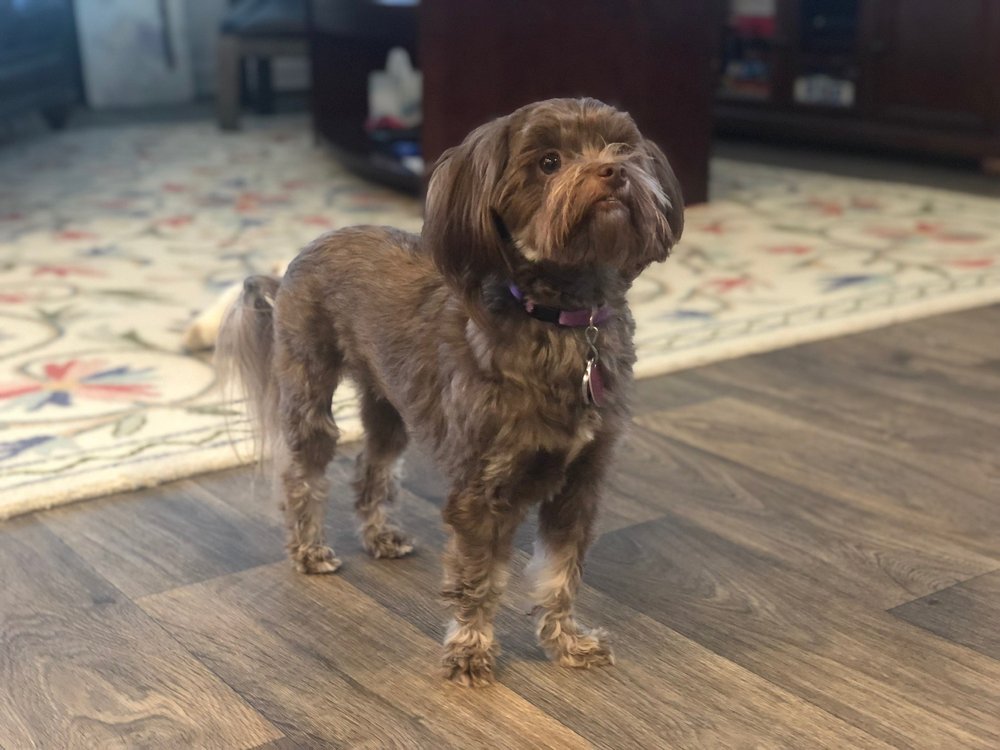 AFFORDABLE PET CARE Updated September 2024 14 Photos & 69 Reviews