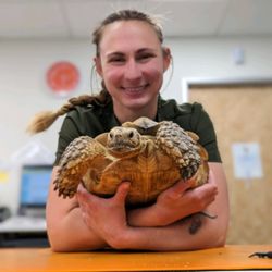 Exotic Pet Clinic of Santa Cruz - Sulcata tortoise