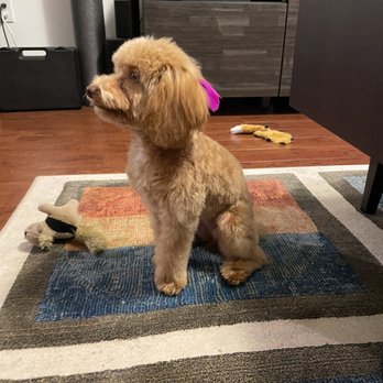 Miami Dog Spaw - Pet Groomers Near Me - Miami, Florida Miami Dog Spaw - Pet Groomers Near Me - Miami, Florida