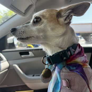 Buds. N' Suds Dog Grooming - My dog after her bath with the complimentary bandana - Pet Groomers Near Me - Chicago, Illinois