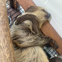 Sloth experience