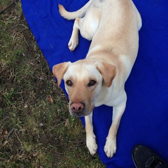 Carefree Canine - Learning a down-stay. A lovely shelter dog who has since been adopted. - Pet Training Near Me Carefree Canine - Learning a down-stay. A lovely shelter dog who has since been adopted. - Pet Training Near Me