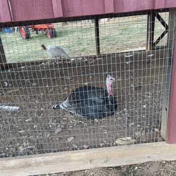 Gaver Farm - A turkey - Pick Your Own Farms Near Me - Mount Airy, Maryland Gaver Farm - A turkey - Pick Your Own Farms Near Me - Mount Airy, Maryland