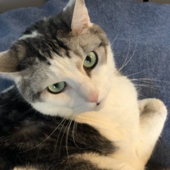 Mateo's - Cat approves. - Hair Salons Near Me - Falls Church, Virginia