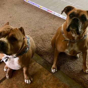 at your door mobile pet grooming