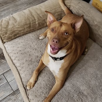 London Ridge Pet Resort - Pet Boarding Near Me
