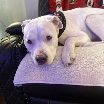 Paws At Main - Pet Groomers Near Me - Fontana, California