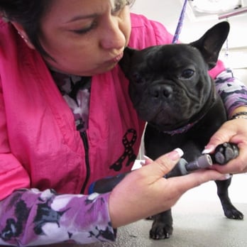 Carrera Cuts - Neat, trimmed nails please! - Pet Groomers Near Me - Upland, California Carrera Cuts - Neat, trimmed nails please! - Pet Groomers Near Me - Upland, California