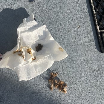 Pet Paradise Ft. Myers - All the hair cut from my dog to remove the feces from his body. - Pet Boarding Near Me - Ft. Myers, Florida Pet Paradise Ft. Myers - All the hair cut from my dog to remove the feces from his body. - Pet Boarding Near Me - Ft. Myers, Florida