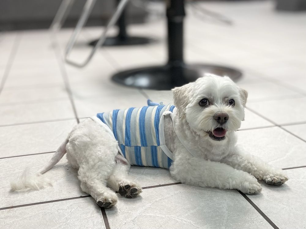 Lucchino's Hair Studio Logo