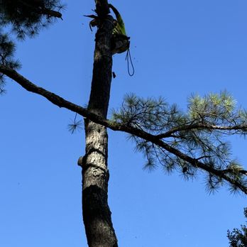 AJ tree service & more - Tree Services Near Me - Jonesboro, Arkansas AJ tree service & more - Tree Services Near Me - Jonesboro, Arkansas