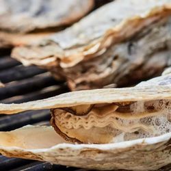 Bonney & Sons Seafood And Produce - Salty Seaside Oysters Fresh from the Eastern Shore of Virginia.