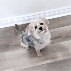 Hamilton Dog Spaw - Candy (Morky)