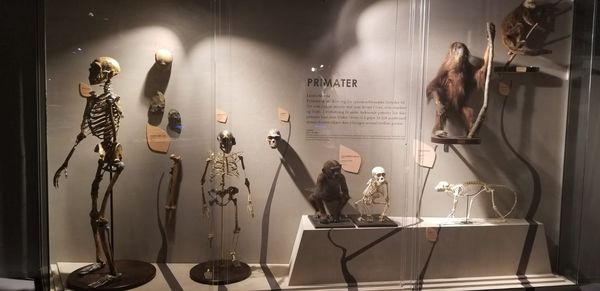 The Botanical Garden by null