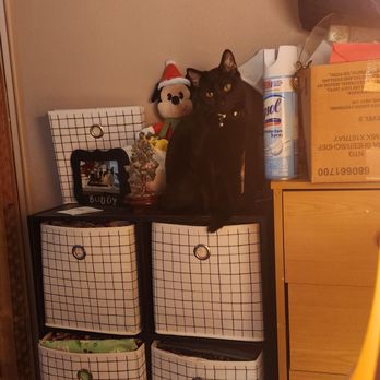 911 Vet Care - My baby cat Joyis!! - Veterinarians Near Me - Lancaster, California 911 Vet Care - My baby cat Joyis!! - Veterinarians Near Me - Lancaster, California