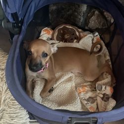 Animal Outreach of the Mother Lode