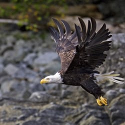 Jamie's Whaling Station - Bald Eagle