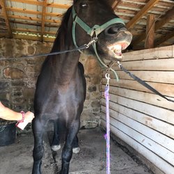 River Chase Farm - Susie