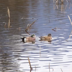 Ojai Valley Land Conservancy - Ducks on the pond