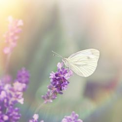 White Butterfly Readings