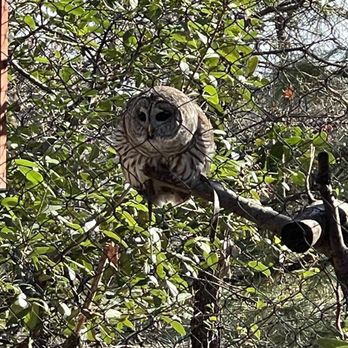 Turtle Bay Exploration Park - Owl - Museums Near Me - Redding, California Turtle Bay Exploration Park - Owl - Museums Near Me - Redding, California