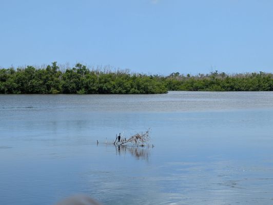 Tarpon Bay Explorers by null