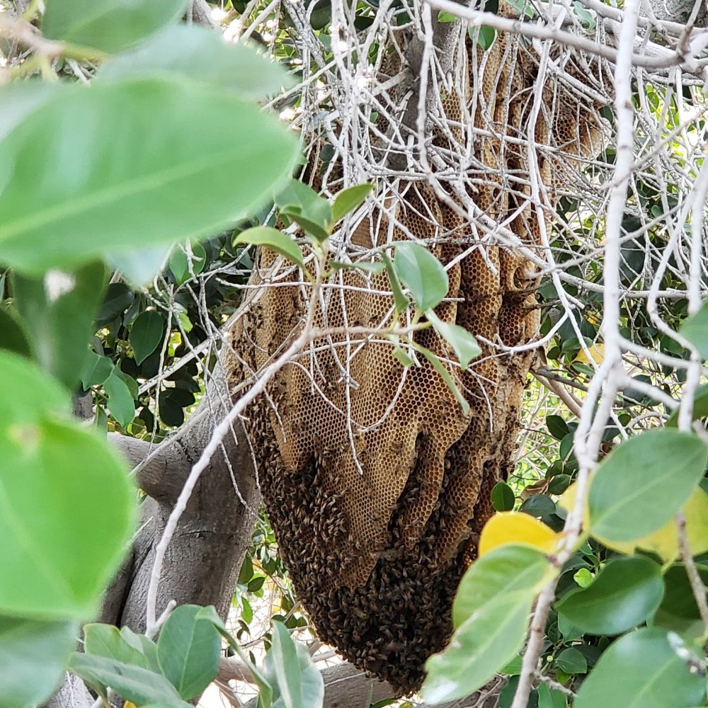 BEE ONE LIVE REMOVAL Updated May 2024 20 Photos 72290 20th Ave