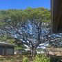 Photo of Waipahu Intermediate School