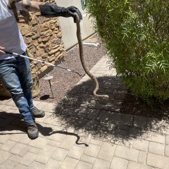 Arizona Snake Removal - Pest Control Near Me - Glendale, Arizona Arizona Snake Removal - Pest Control Near Me - Glendale, Arizona