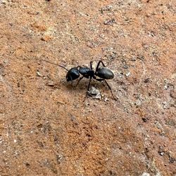 Lovers Leap State Park - A large black ant