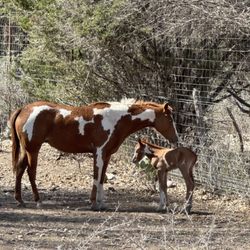 Ox Ranch