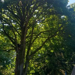 Falcons Landscaping & Tree Services - Before and after tress services i cut the branches next to the house