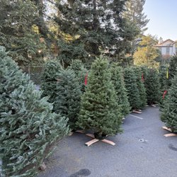 St Pius Christmas Tree Lot