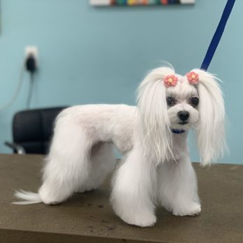 chihuahua greyhound mix