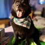 Photo of Crown Dog Grooming
