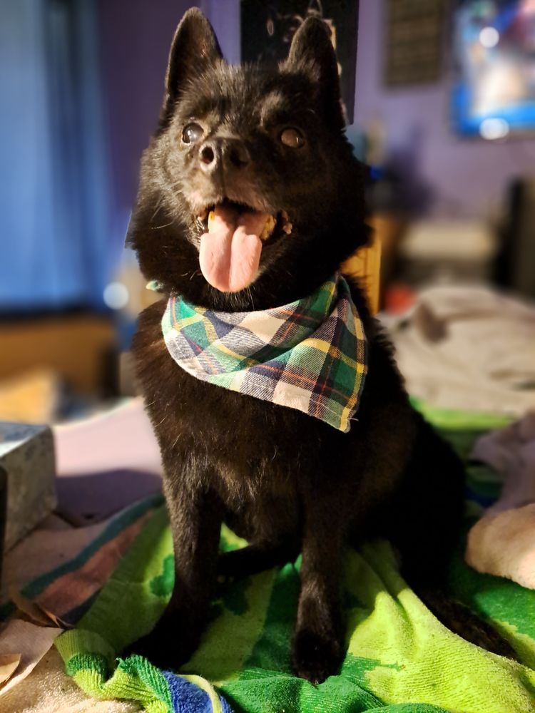 CROWN DOG GROOMING 41 Photos San Jose, California Pet Groomers