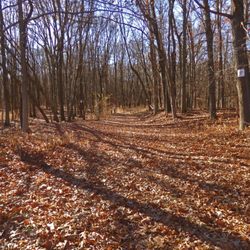 Troy Meadows Natural Area - Woodland Trail