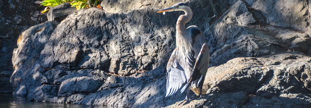 Victoria Kayak Tours & Rentals Logo