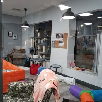 Alley Cat Cafe - Cat lounge! $4.50 per half hour, to support the animal rescue - Themed Cafes Near Me - Stratford, Ontario Alley Cat Cafe - Cat lounge! $4.50 per half hour, to support the animal rescue - Themed Cafes Near Me - Stratford, Ontario