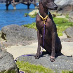 My Dog Listens - My dog on a field trip with Sarah from My Dog Listens